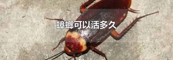 蟑螂可以活多久