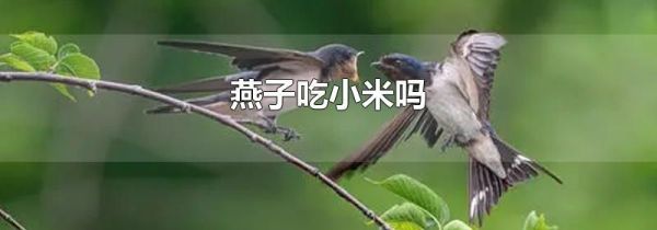 燕子吃小米吗