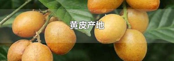 黄皮产地