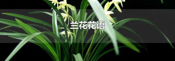 兰花花语