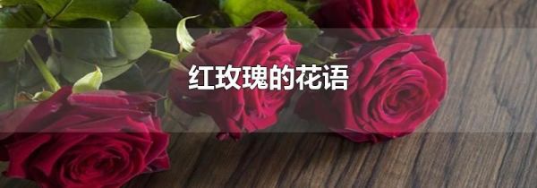 红玫瑰的花语