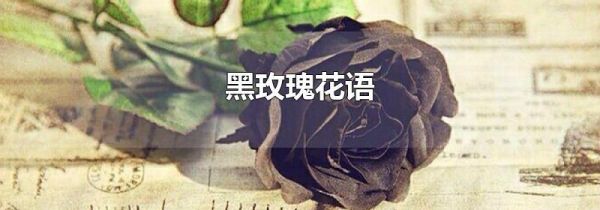 黑玫瑰花语
