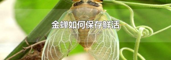 金蝉如何保存鲜活