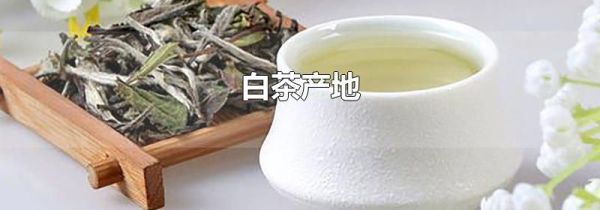 白茶产地