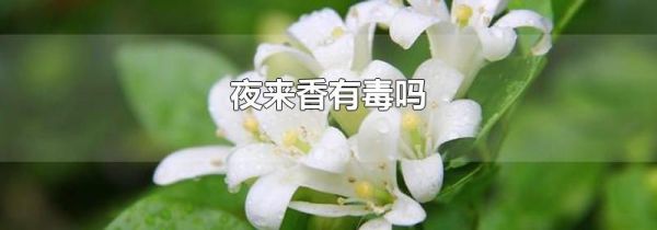 夜来香有毒吗