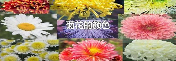 菊花的颜色