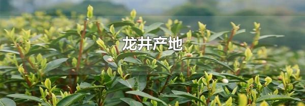 龙井产地