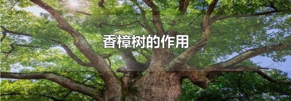香樟树的作用