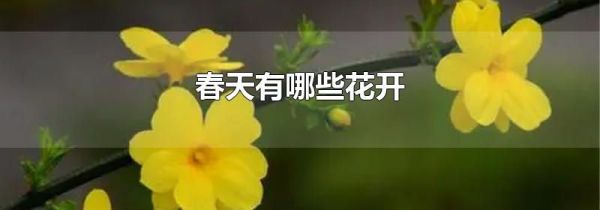 春天有哪些花开