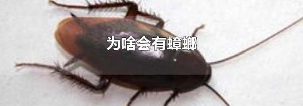 为啥会有蟑螂