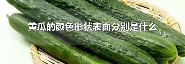 黄瓜的颜色形状表面分别是什么
