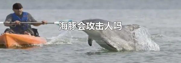 海豚会攻击人吗