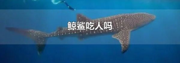 鲸鲨吃人吗