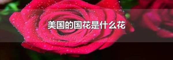 美国的国花是什么花