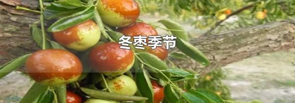 冬枣季节