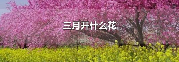三月开什么花