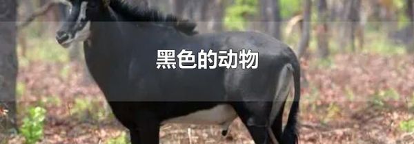黑色的动物