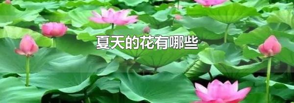 夏天的花有哪些
