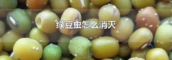 绿豆虫怎么消灭