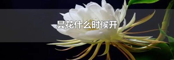 昙花什么时候开