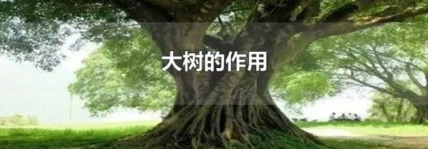 大树的作用