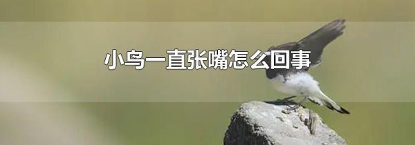 小鸟一直张嘴怎么回事