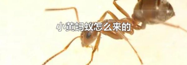 小黄蚂蚁怎么来的