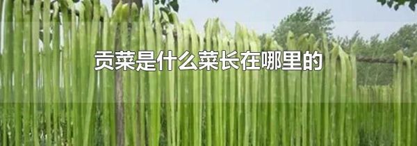 贡菜是什么菜长在哪里的
