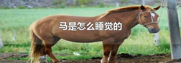 马是怎么睡觉的