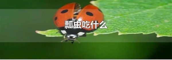 瓢虫吃什么