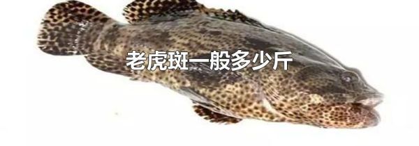 老虎斑一般多少斤