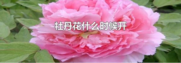 牡丹花什么时候开