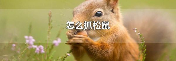 怎么抓松鼠