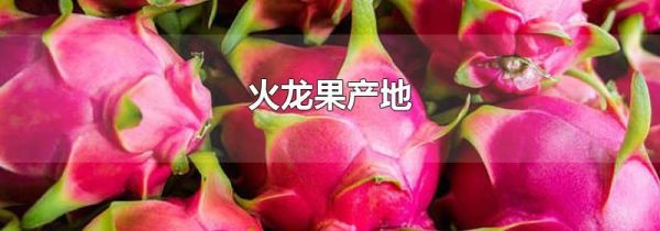 火龙果产地