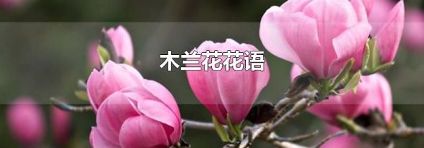 木兰花花语