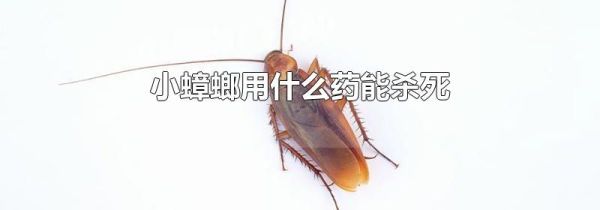 小蟑螂用什么药能杀死