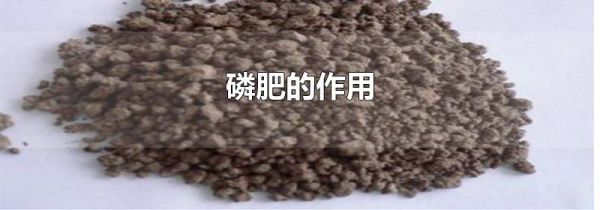 磷肥的作用
