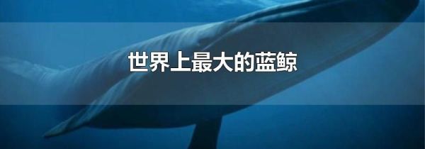 世界上最大的蓝鲸