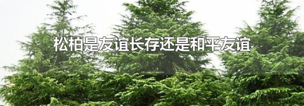 松柏是友谊长存还是和平友谊