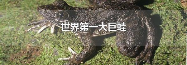 世界第一大巨蛙