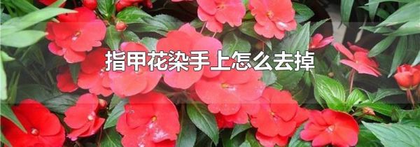 指甲花染手上怎么去掉