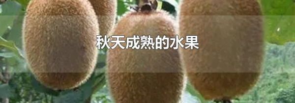 秋天成熟的水果