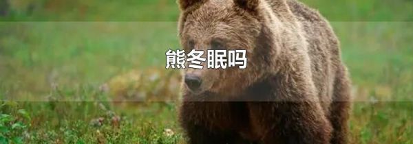 熊冬眠吗