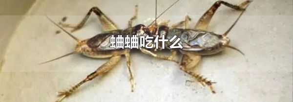 蛐蛐吃什么