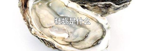 牡蛎是什么