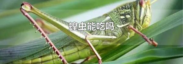 蝗虫能吃吗