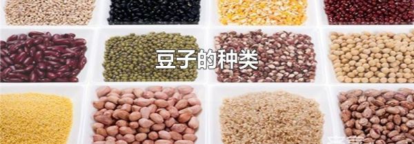 豆子的种类