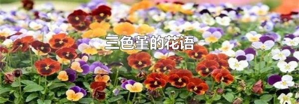 三色堇的花语