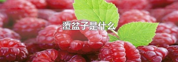 覆盆子是什么