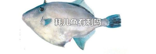 耗儿鱼有刺吗